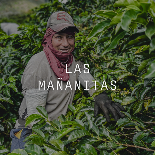 Las Mañanitas - Washed Colombia