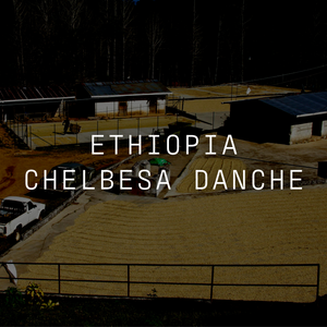 Ethiopia - Chelbesa Danche - Washed
