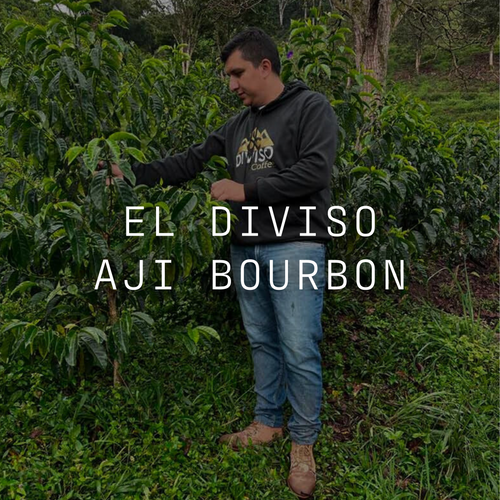 El Diviso - Aji Bourbon - Thermal Shock Washed Colombia