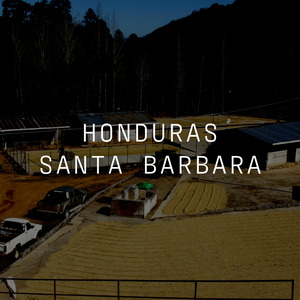 Santa Barbara - Washed Honduras Pacas