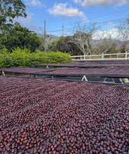 Load image into Gallery viewer, Producer Series - Cordero &amp; Solis, Costa Rica - Saturday, February 28